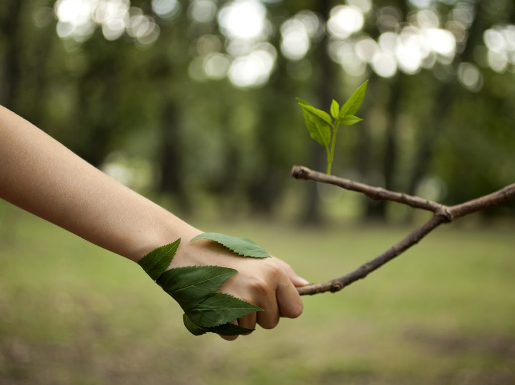 Person holding a branch