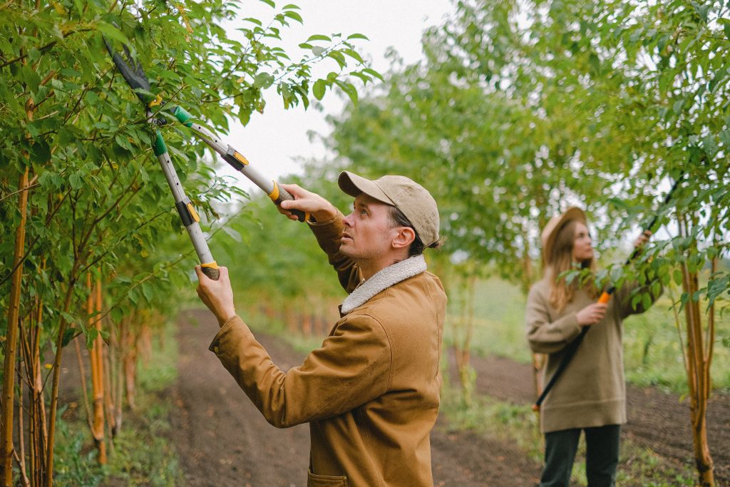 Tree care professionals